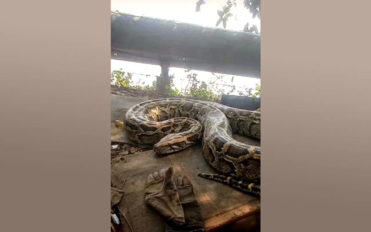 A rare Burmese python was observed in Paradip, Odisha, close to the Mahanadi riverfront